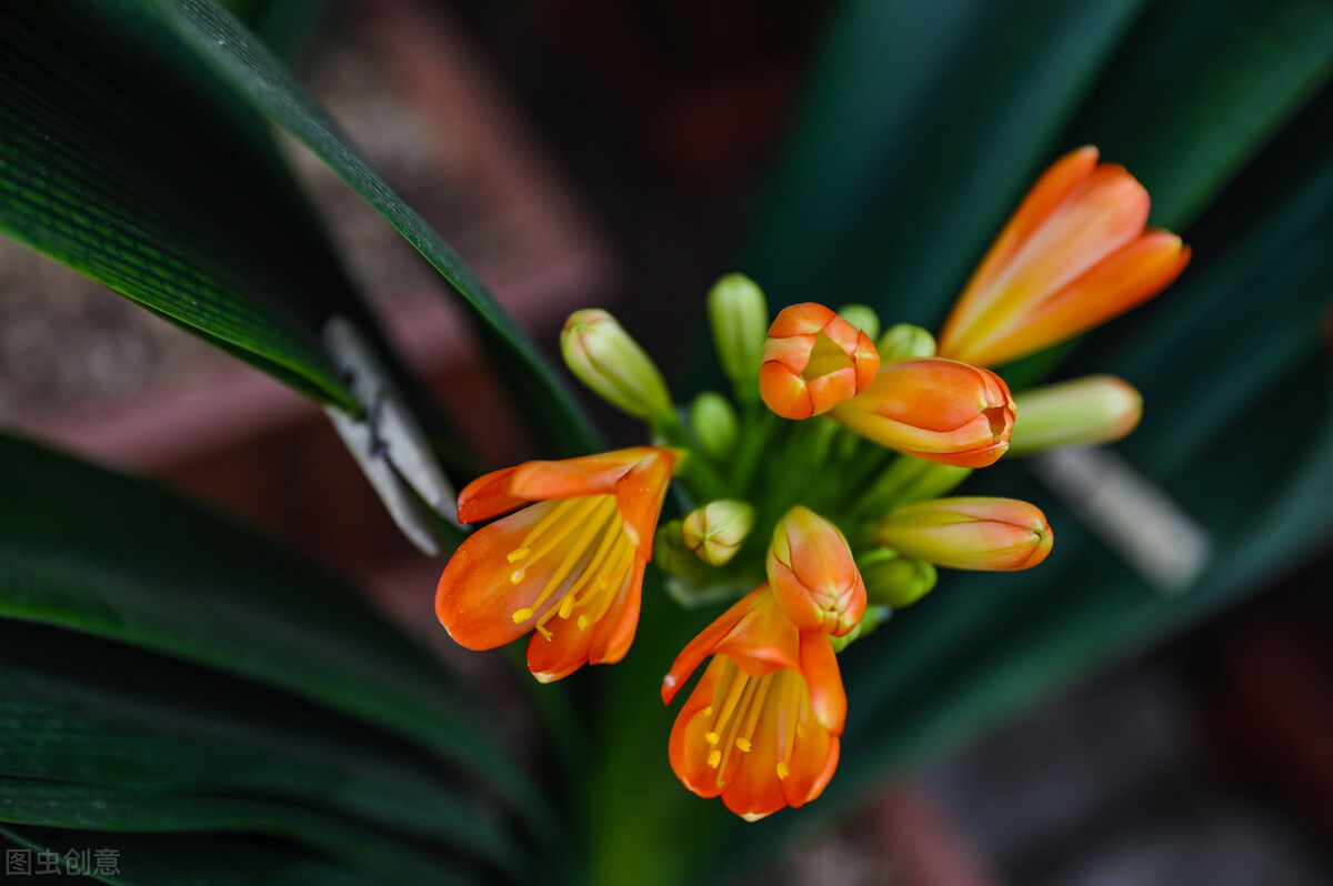 君子兰换盆要不要把老土全部换掉,老花匠给君子兰换盆的口诀