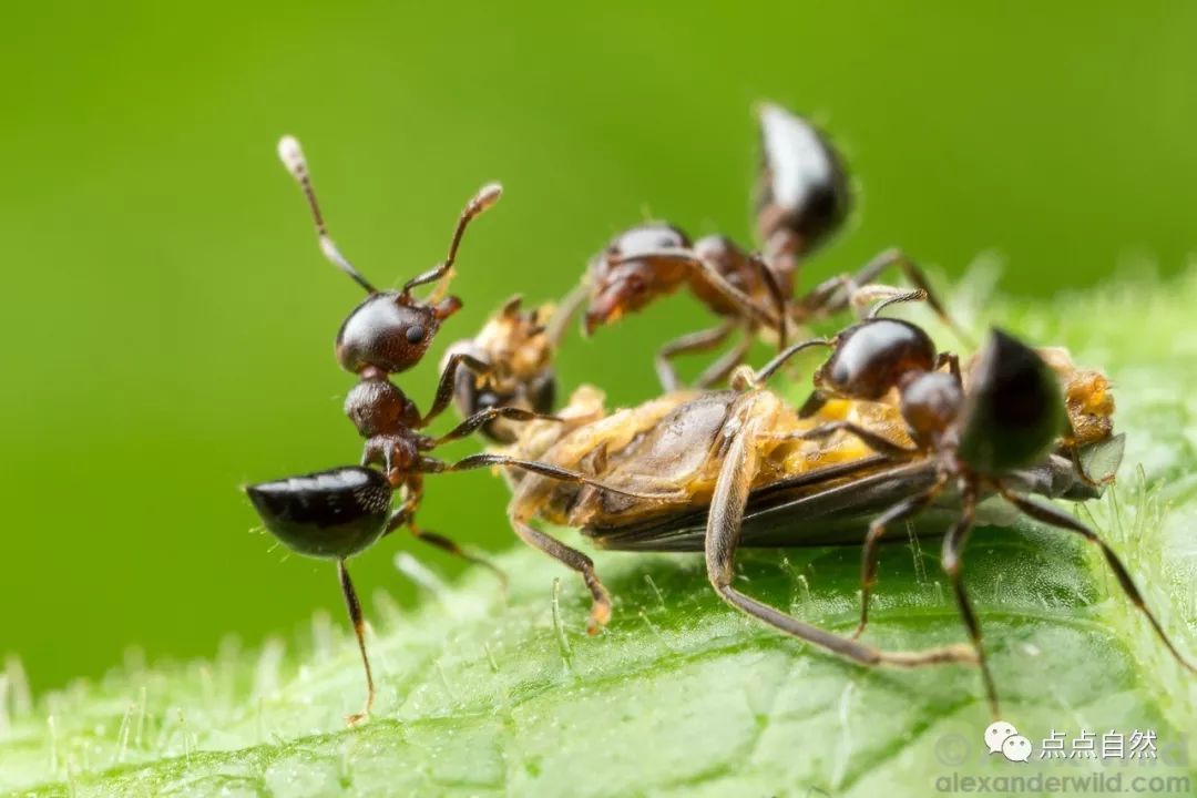 宠物蚂蚁基础知识,宠物蚂蚁怎么养新手教程