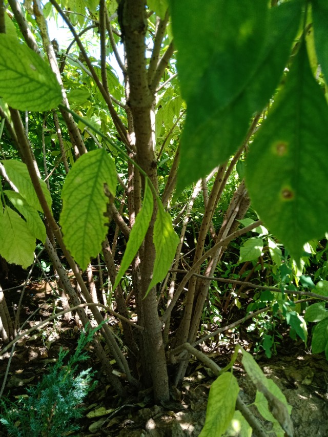 代购代销各种苗木花卉,代销苗木挂账