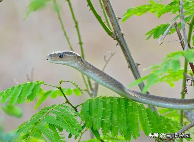 被黑曼巴咬伤真实案件,假如被黑曼巴蛇咬了该咋办