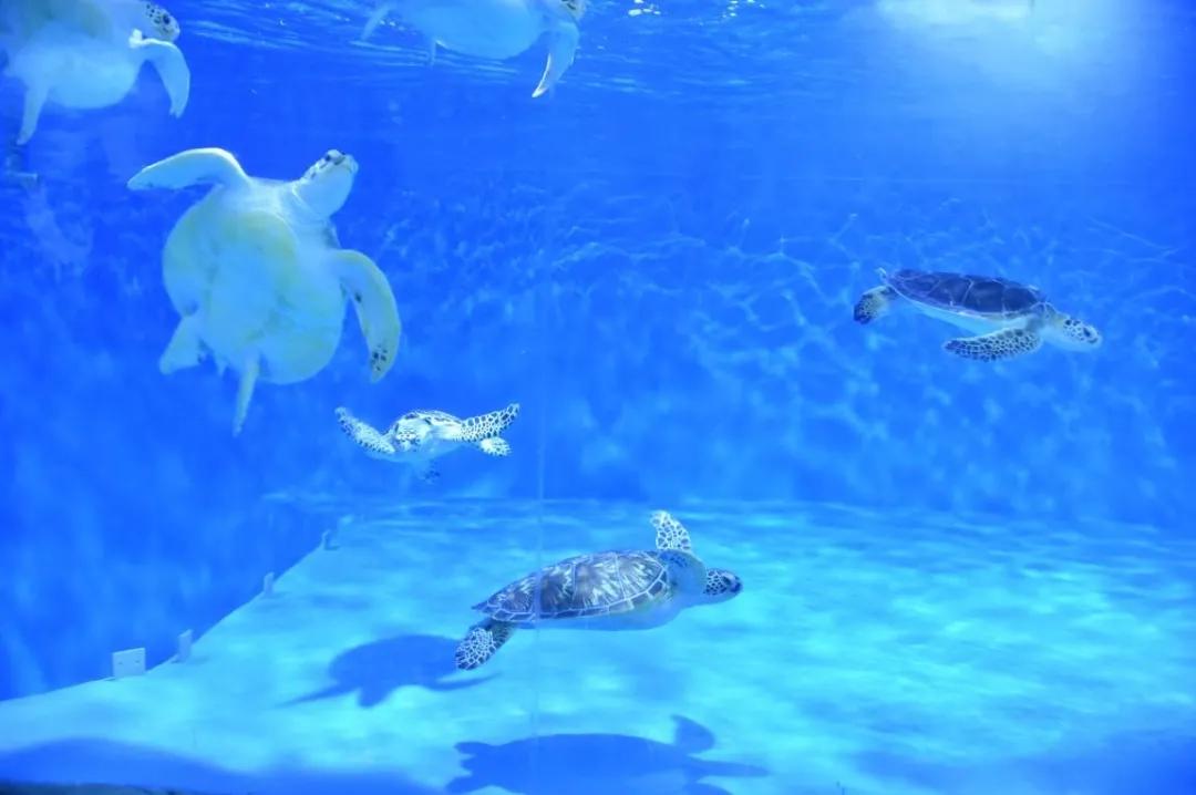 紧急救援！“被拐”极危物种玳瑁“落户”北京