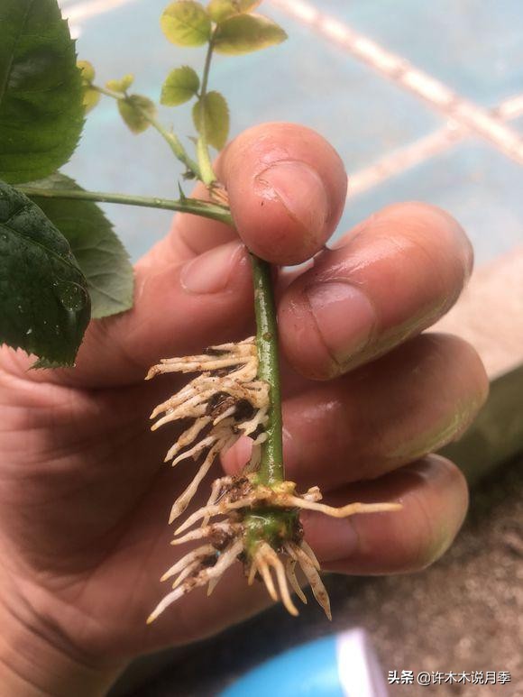 月季扦插发芽又枯萎是什么原因,月季扦插成活后移植的正确方法