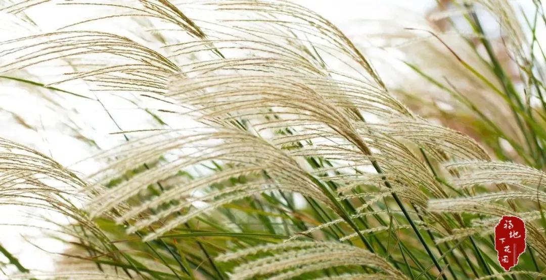 张家口市洋河河道,洋河风景