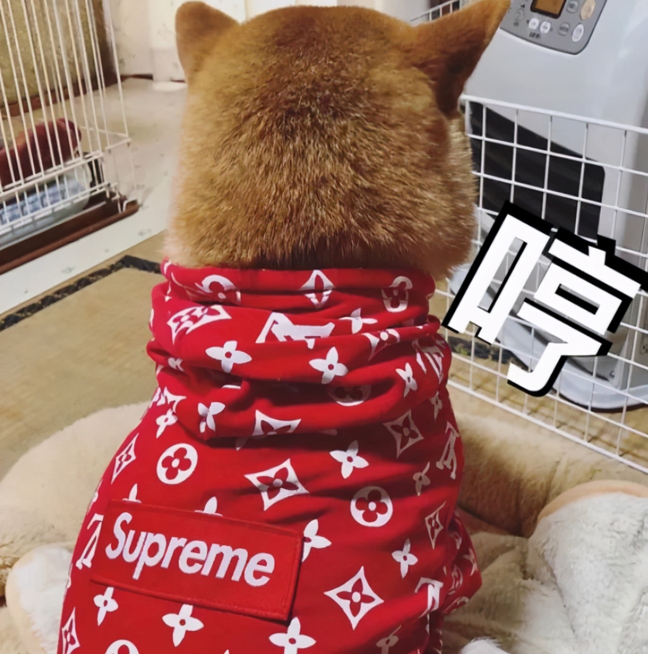 supreme联名box logotee (supreme新出的boxlogo)