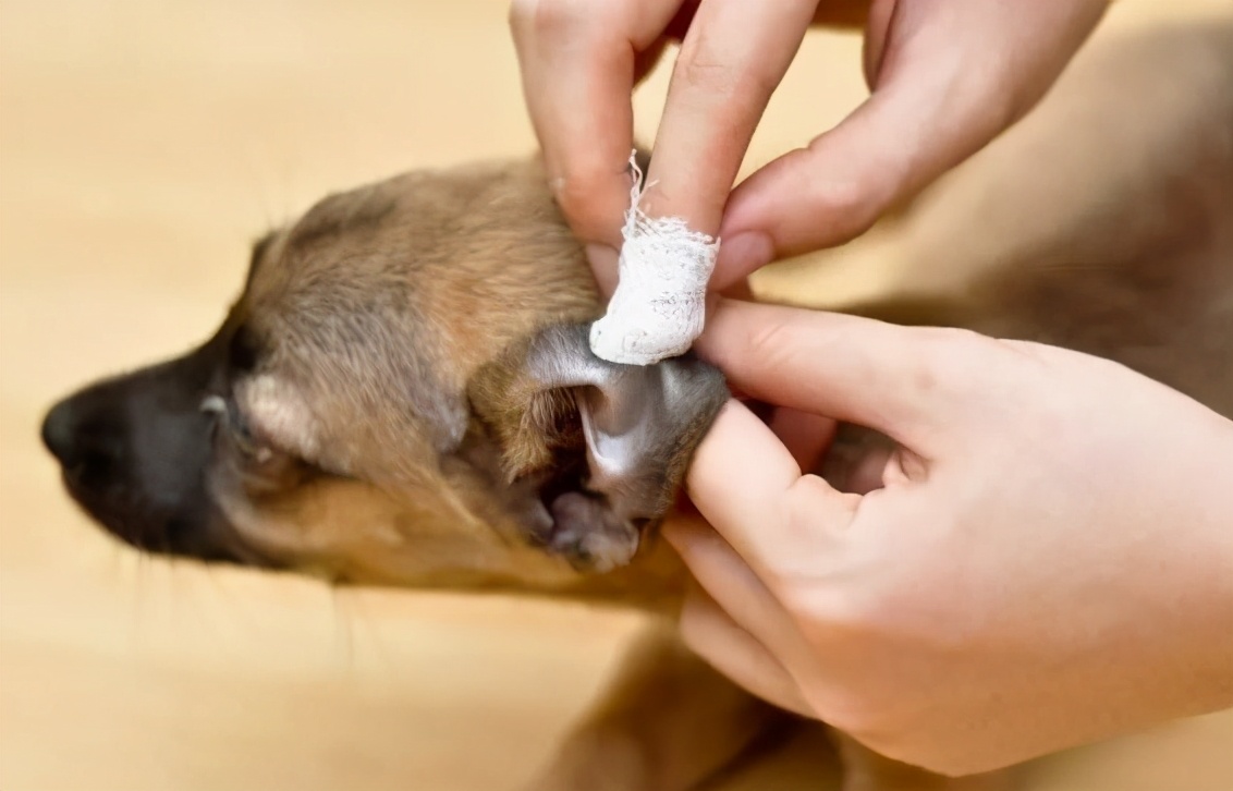 狗狗耳朵被咬伤可以用碘伏吗,狗狗耳朵被咬伤需要打狂犬疫苗吗