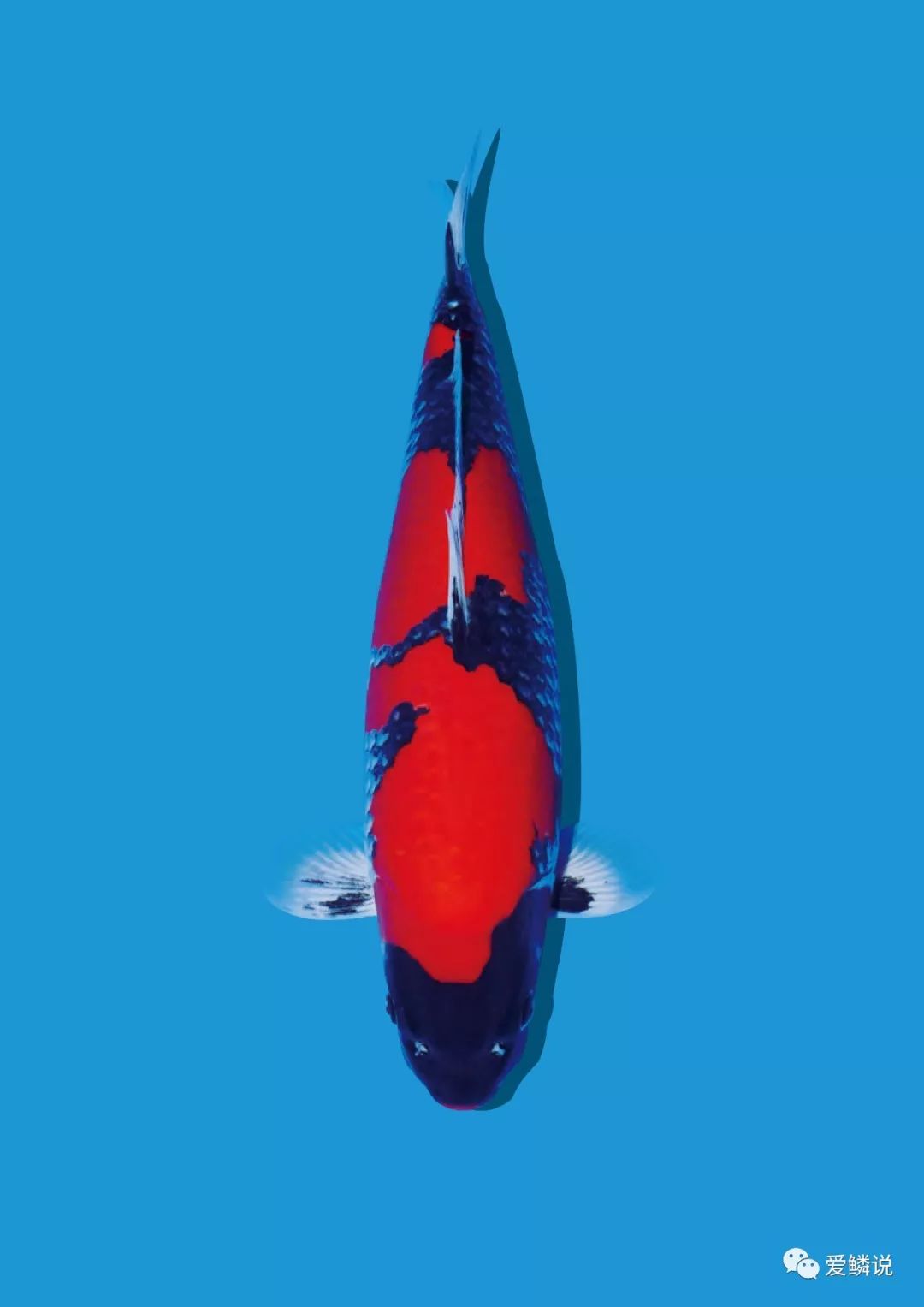 新鱼到家几天后进行双杀,新鱼到家鱼翻肚但是没死怎样救活