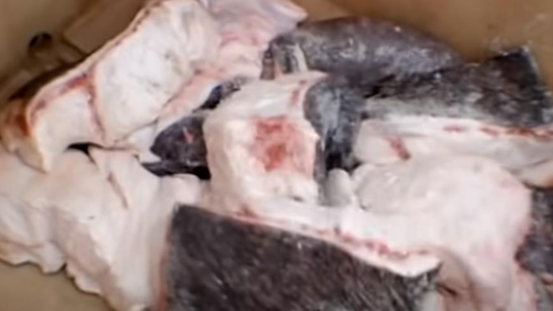 暗黑美食推荐,最恶心的十大黑暗美食