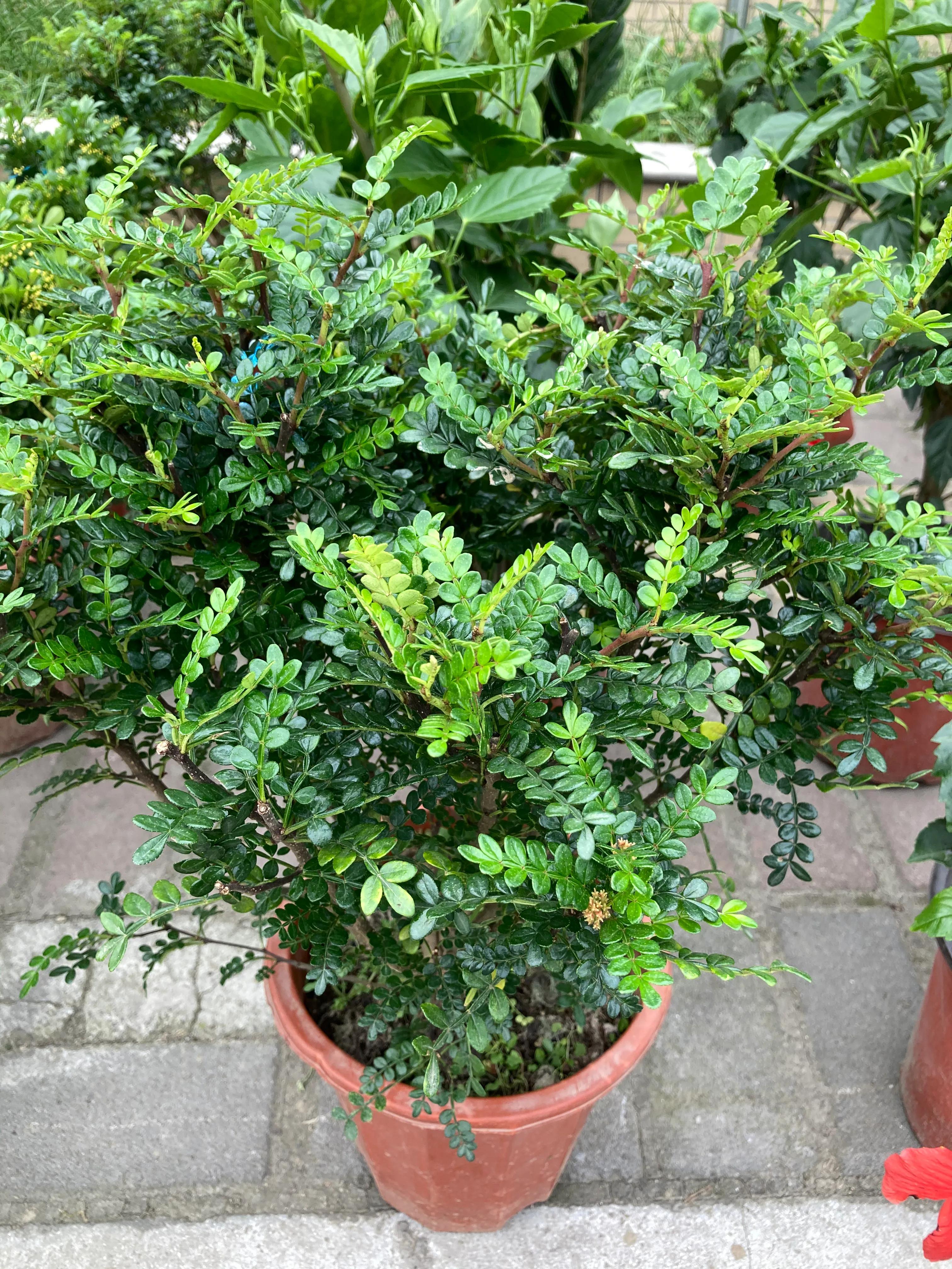 绿植为什么会黄叶,绿植清香木到底会开花么