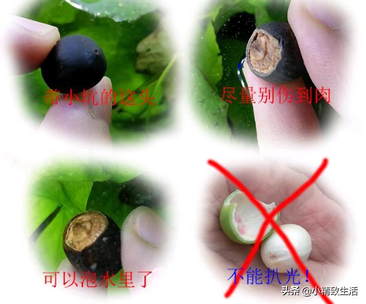 大面积花卉种子播种方法,播种盆栽需要注意哪些细节