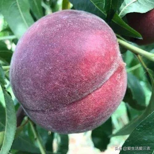 中华黑桃王种植技术,黑桃效益