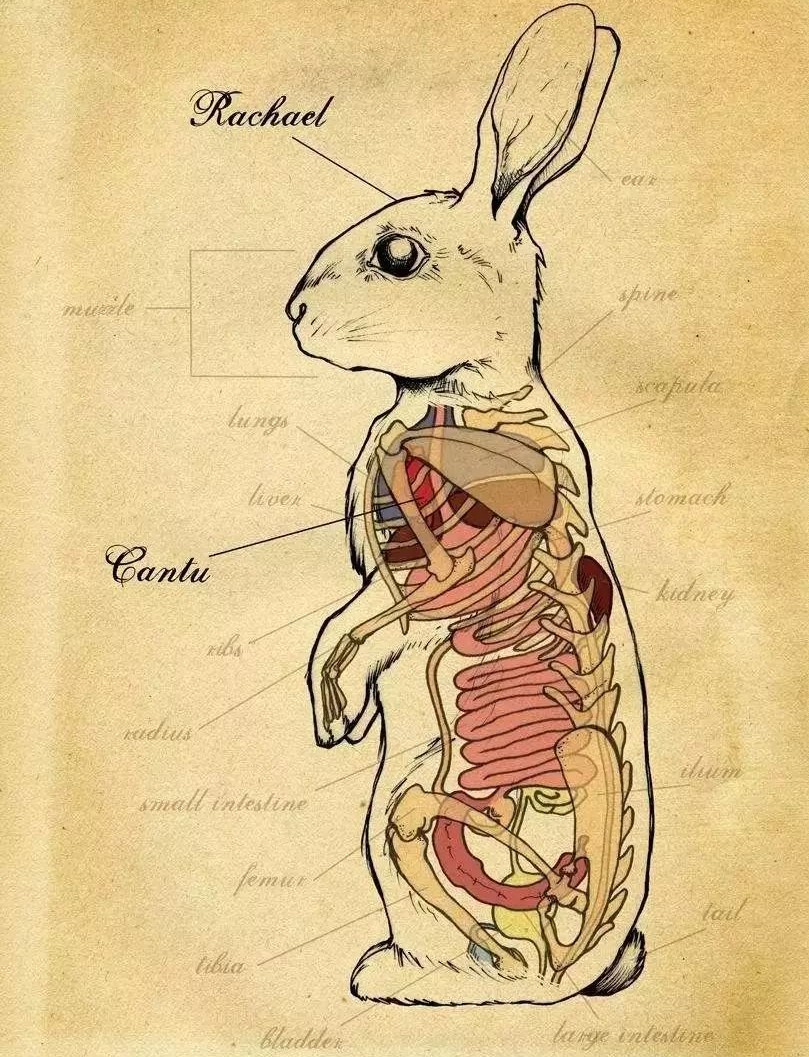 动物吃自己粪便原因,为什么动物吃掉粪便