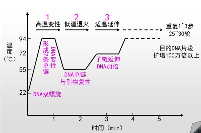核酸检测pcr的方法,pcr核酸检测技术结果分析