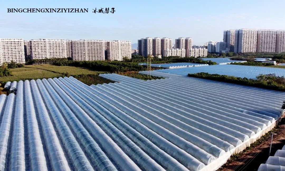 海南乐东九所康养度假村,海南乐东九所康养基地有哪些