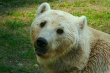 彪是什么？来看看你所不知道的东西系列（第九集）