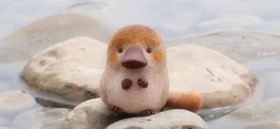 这100种动物你都认识吗,10种从未见过的动物