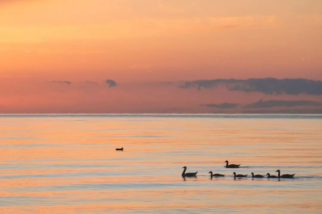 腹有诗书气自华的名句是谁写的,金句腹有诗书气自华