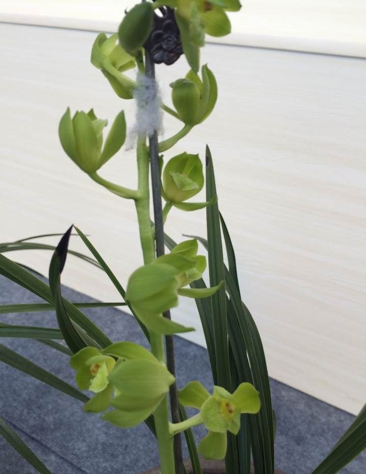 河南洛阳的一颗蕙兰,下山后成为传世名品