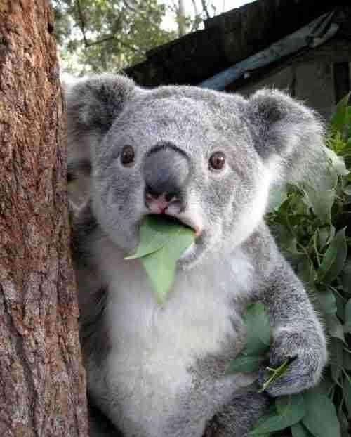 澳大利亚为什么有一半土地荒芜,澳大利亚领土退化史