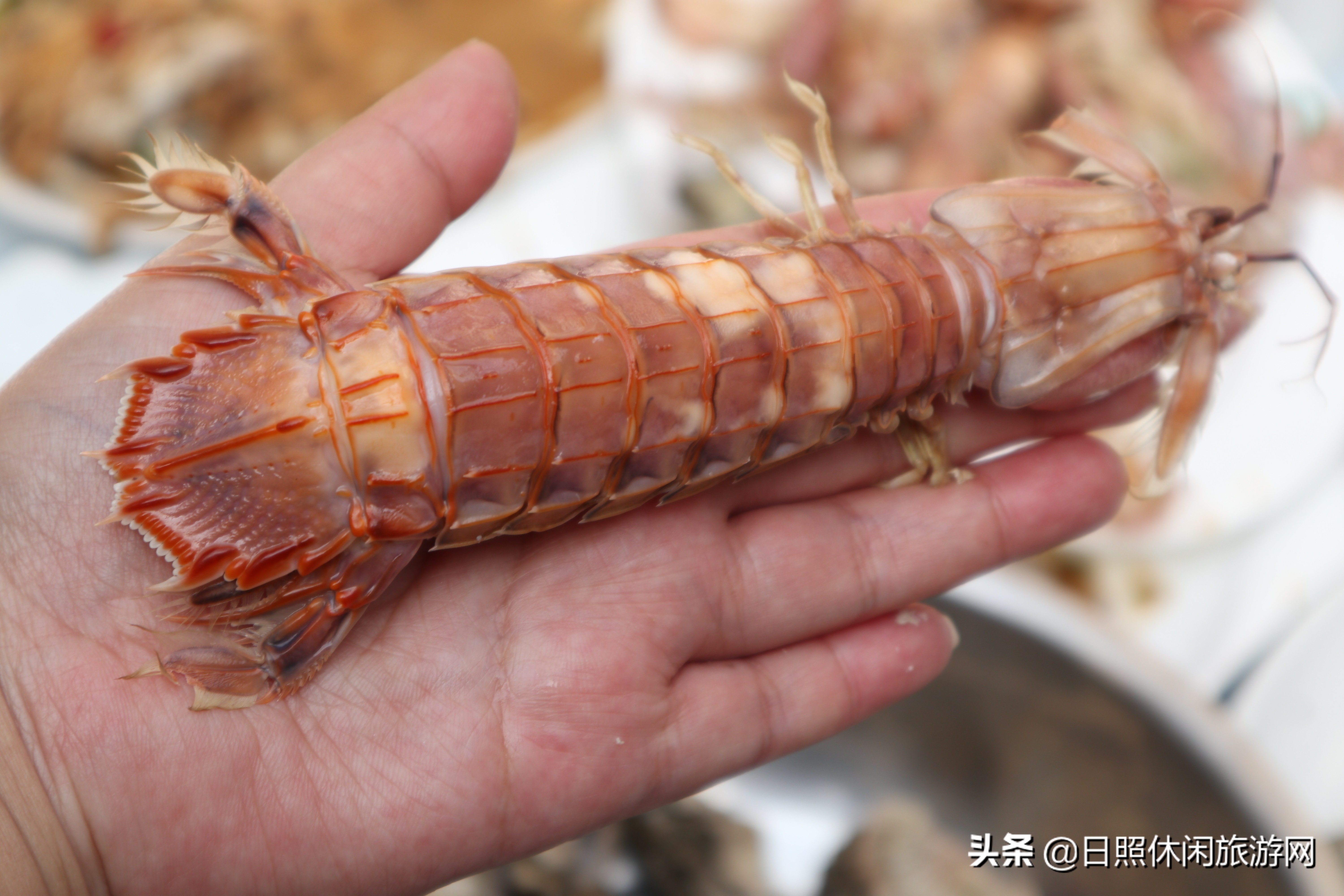 日照赶海之旅,日照冬季赶海旅游去哪里最好