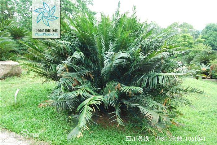 苏铁和银杏都被称为活化石,苏铁能被称为活化石的原因