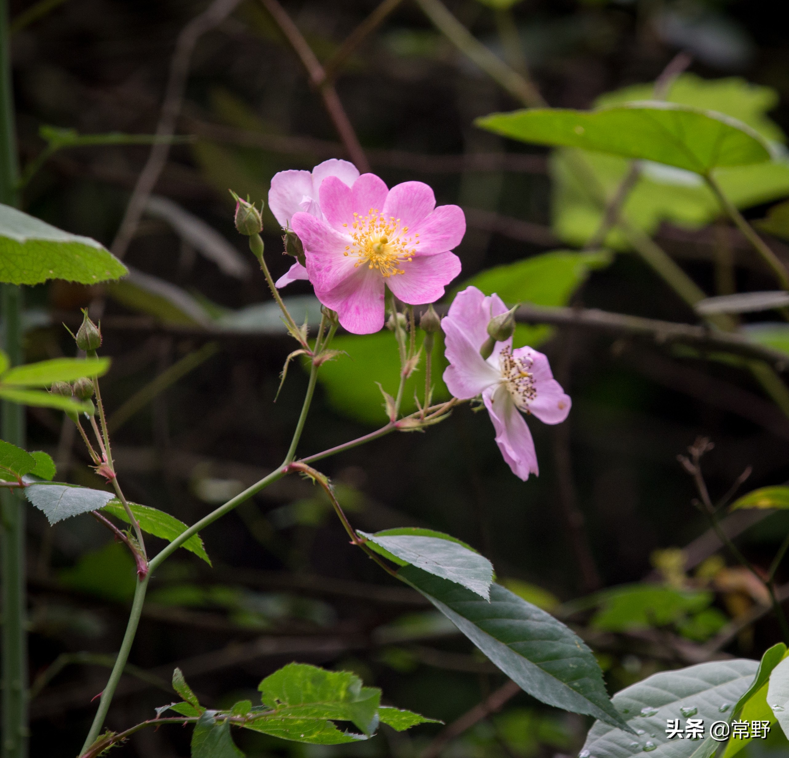 长沙谷山为什么叫谷山,长沙郊野公园