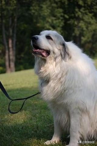 金毛禁养犬名单曲靖,曲靖麒麟区城区养犬标准规定