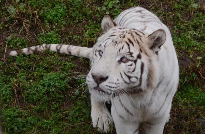 哪个动物园可以和动物亲密接触,野生动物园近距离接触动物感触