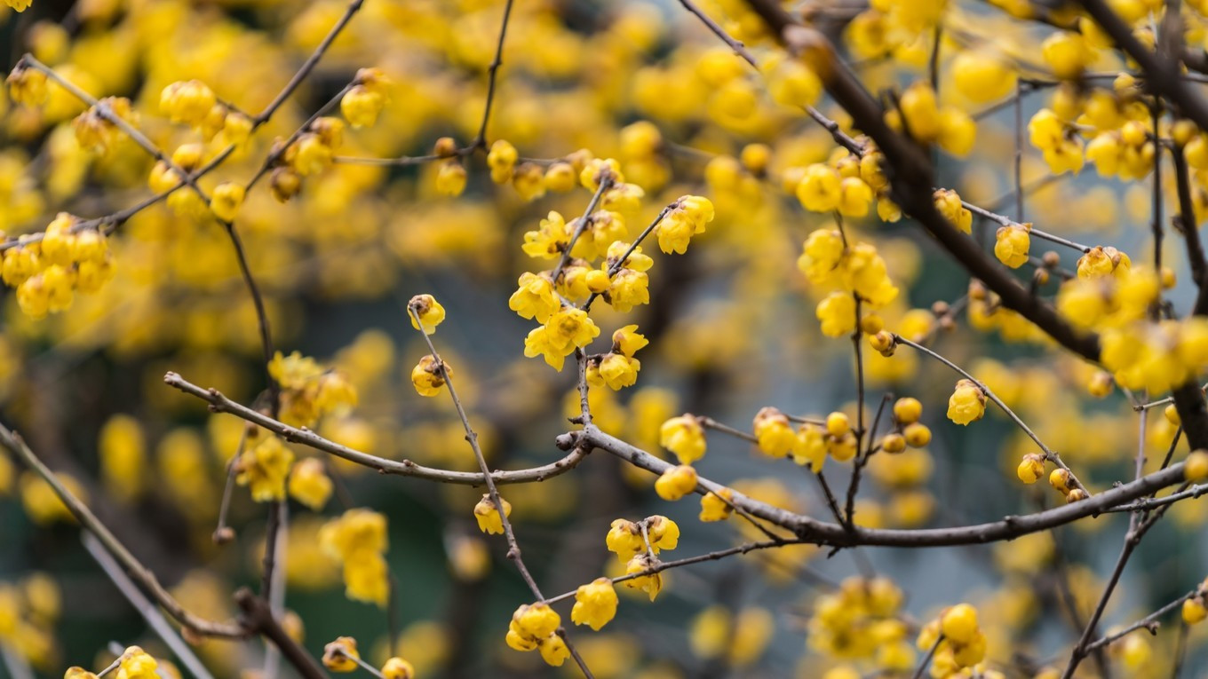 金陵第一园瞻园简介,南京瞻园最值得看的地方