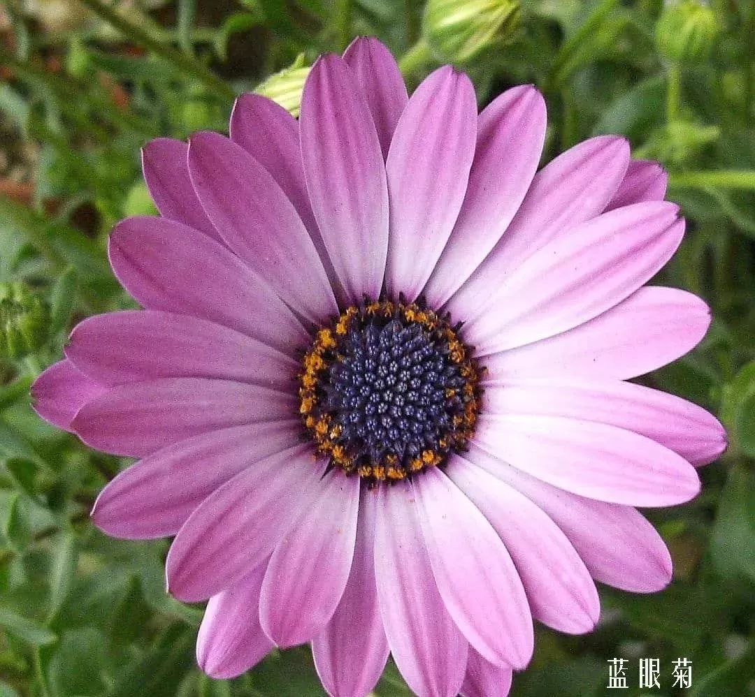 鲜花店常见花材品种大全,花店里同款的两种不同价格的花材