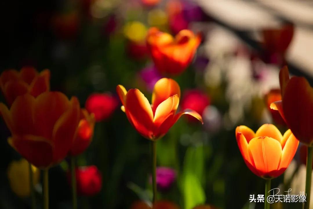 徕卡sl2-s网友点评,徕卡sl2-s直出照片