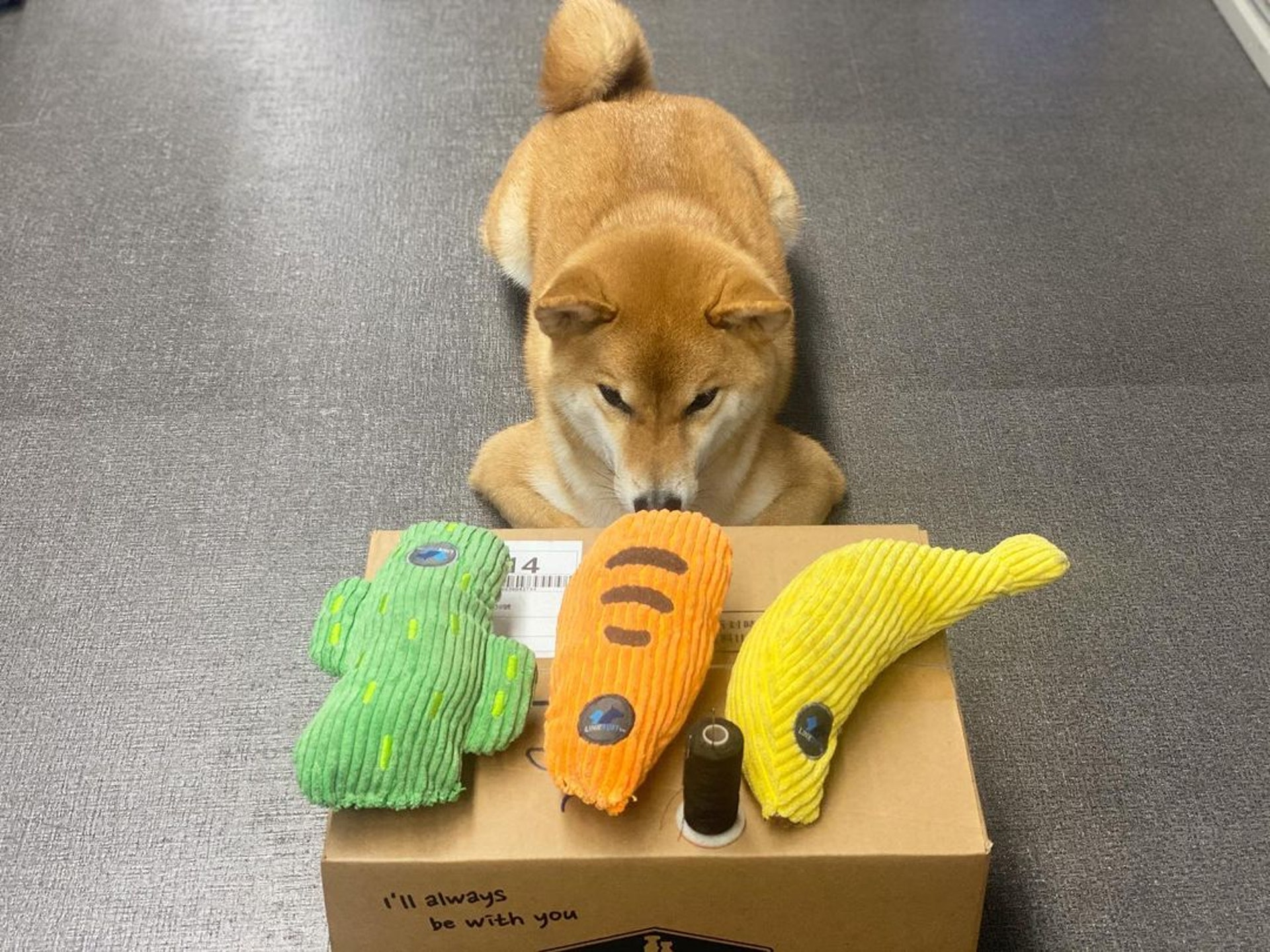 胆小柴犬遇神秘东西秒被吓跑　吓到脸歪、弹起反应笑翻网民