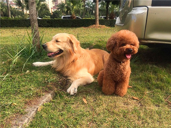 金毛性格很急躁怎么办呀,金毛的脾气很暴躁怎么办