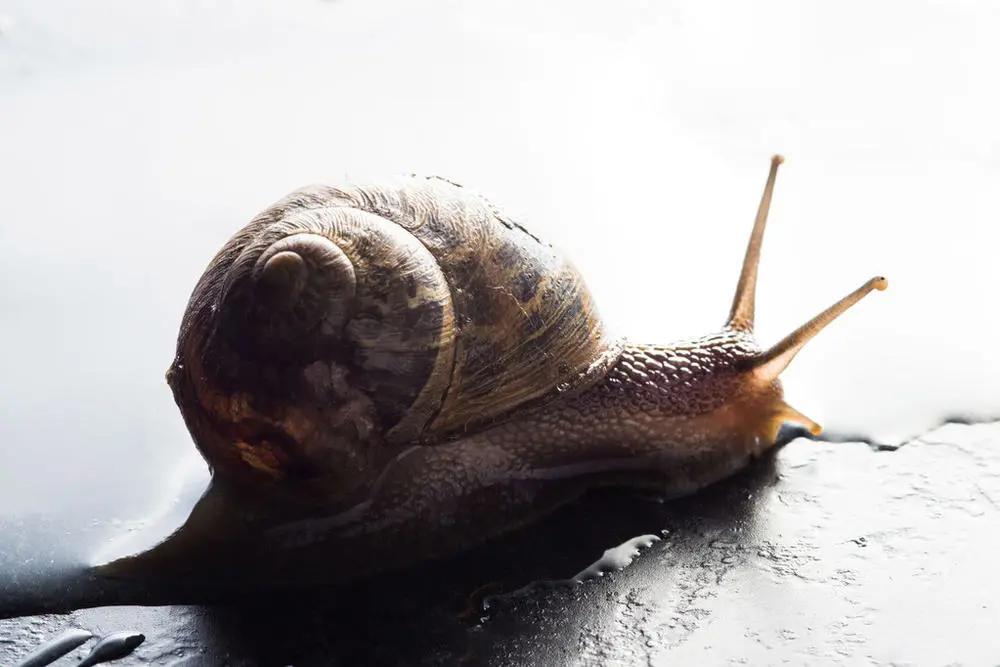 网红蜗牛的危害,非洲大蜗牛千万别让孩子碰