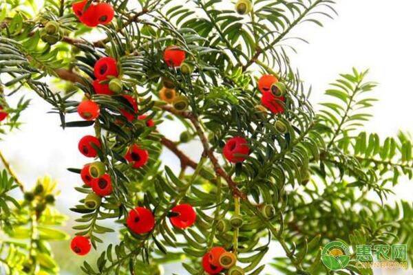 目前种植哪种中药材赚钱,草药种植什么挣钱多