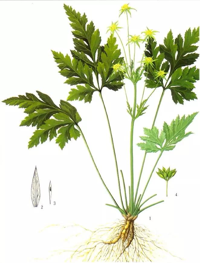 黄连是中药么,每日一味中药黄芩