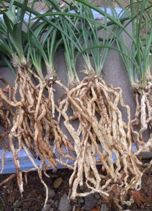 兰草对阳光的需求如何,兰草用植料种植怎么吸收养分