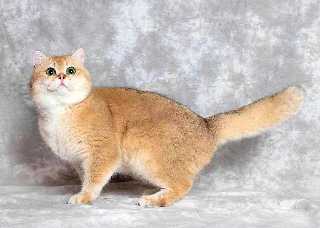 在西安卖猫赚钱,西安哪里卖猫卖得快