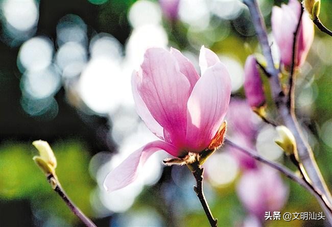 春满鮀城：“云”端繁花也醉人