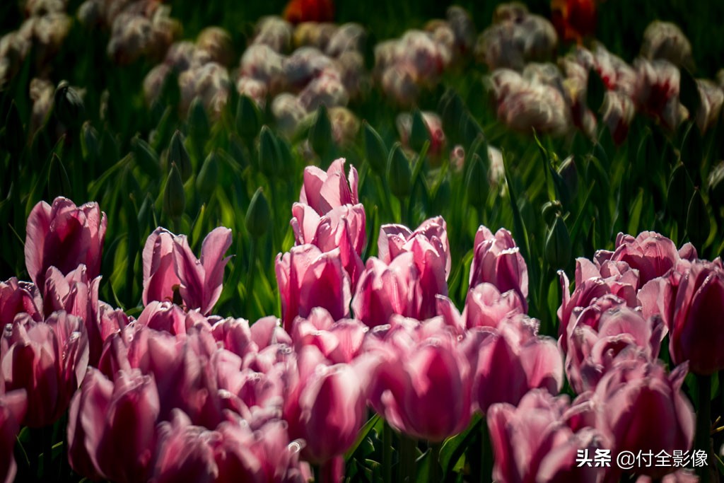 北京国际鲜花港门票优惠,北京国际鲜花港夏天