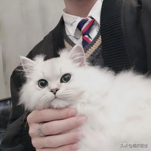 go猫粮吃了拉黄水,go猫粮吃了会黑下巴吗