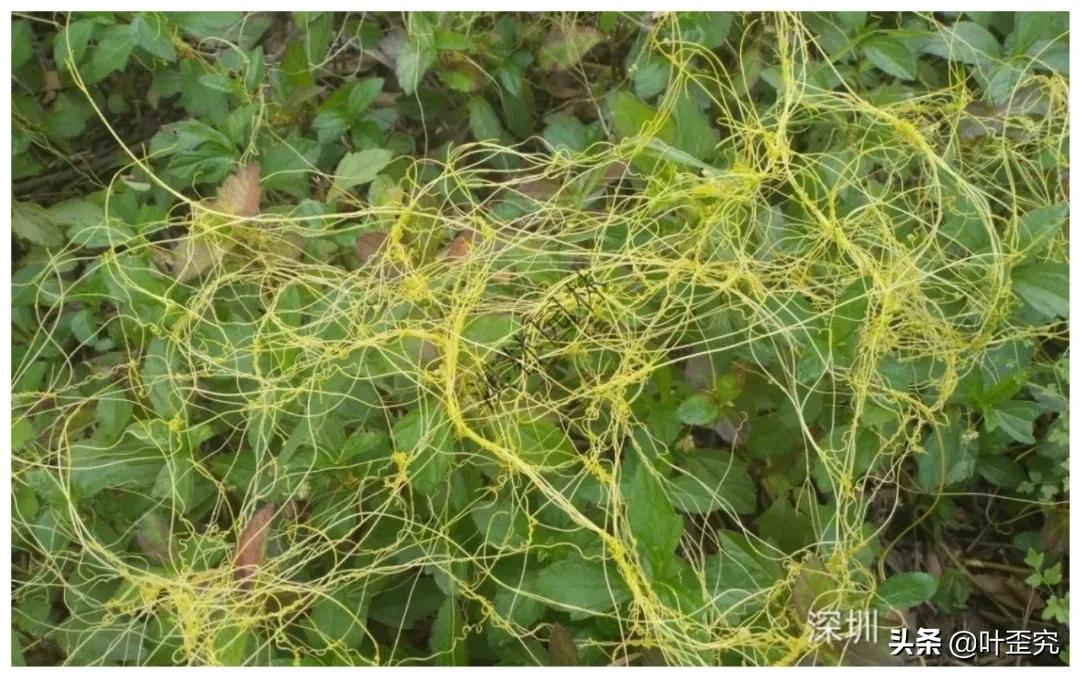 如何消灭田间菟丝子,菟丝子怎么人工消灭