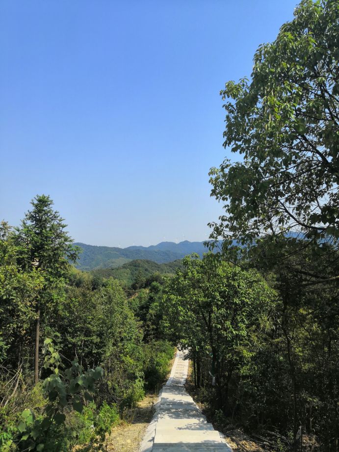 天子的世界树哪儿得到的,天子的国度