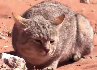 猫咪怎么判定是中暑死的,室温30度猫咪会中暑吗