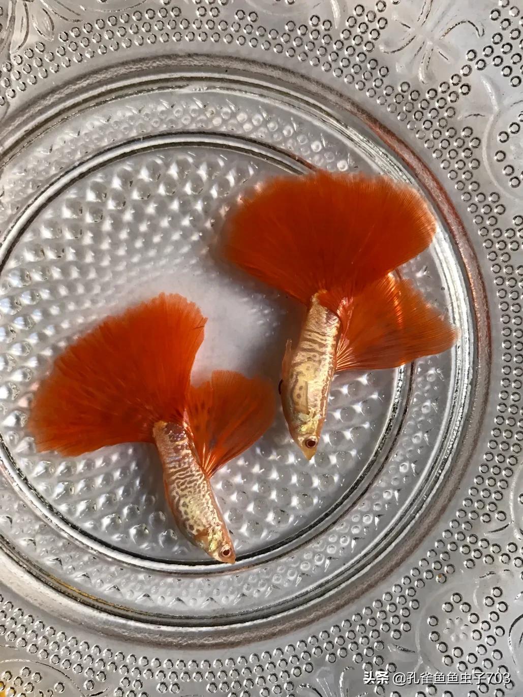 孔雀鱼为什么要剪尾,孔雀鱼烧尾后要剪尾吗