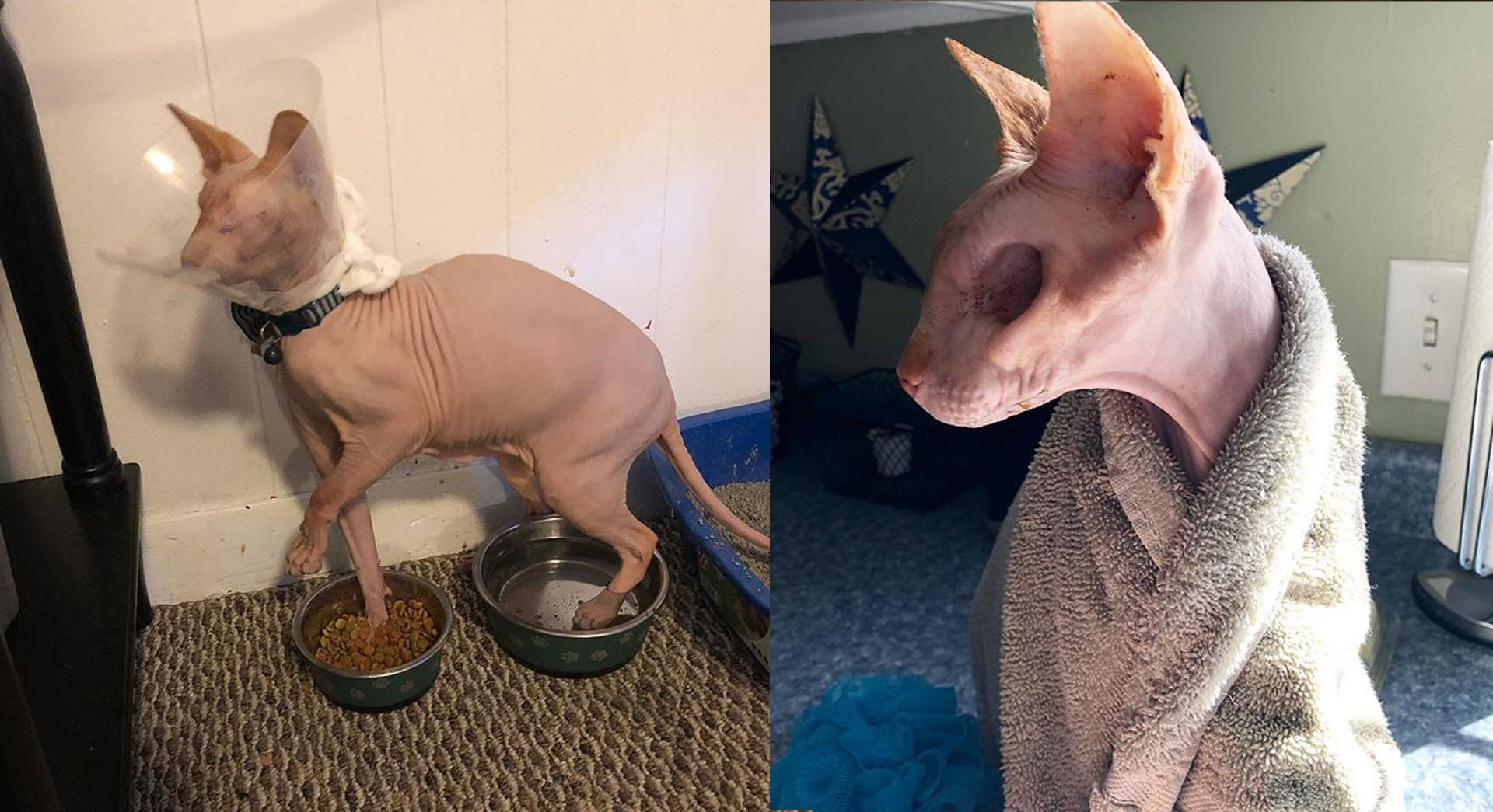 无毛猫眼睛一个大一个小,短毛猫眼神特写