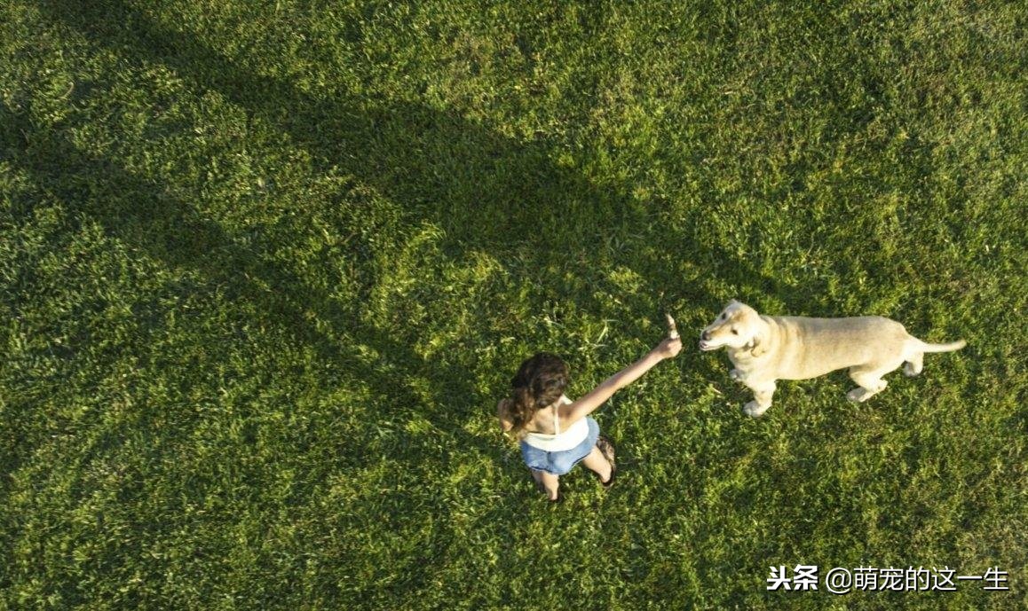 关于狗的秘密的纪录片,关于狗狗的7个秘密