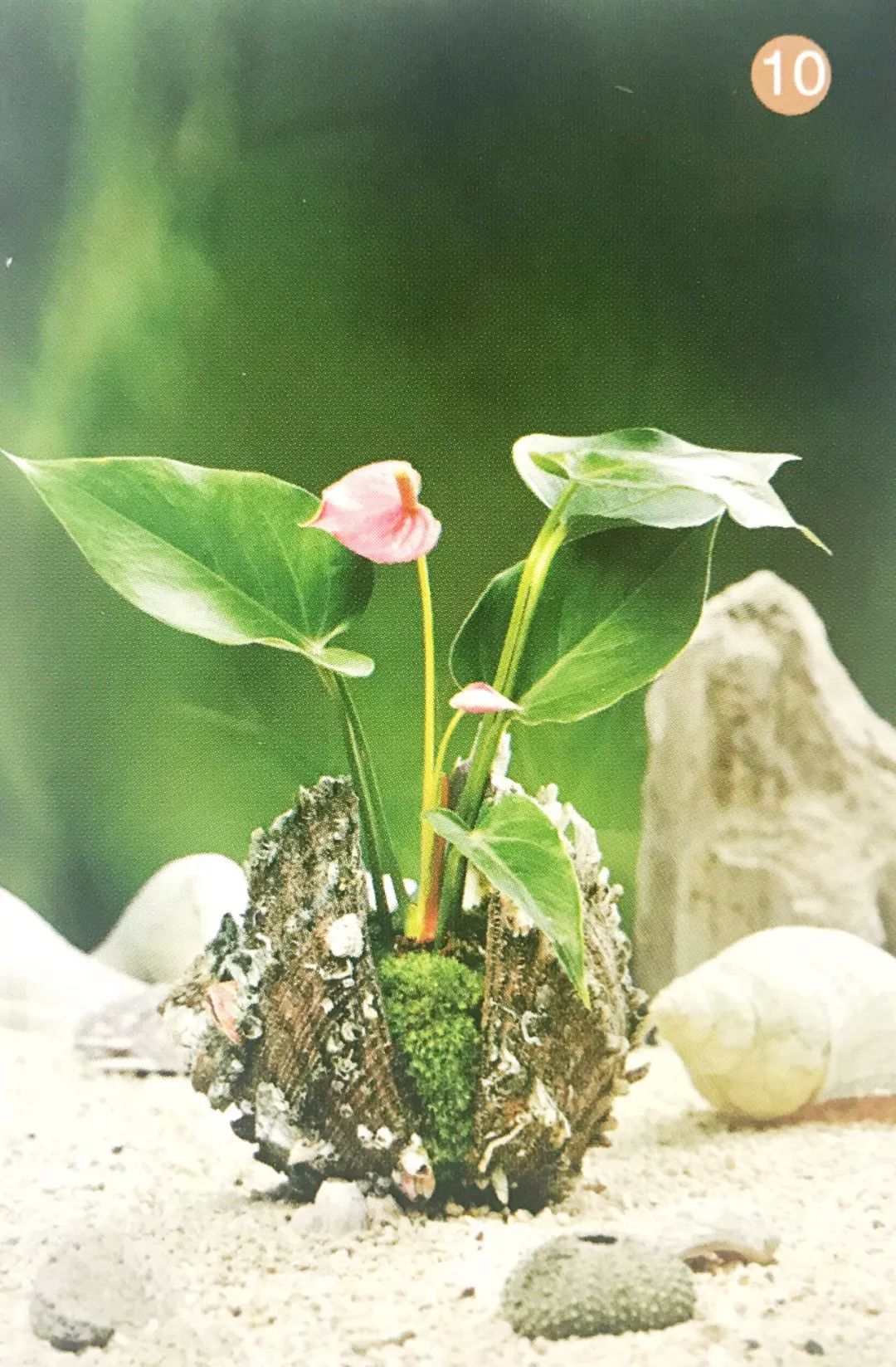 红心火鹤花盆栽,火鹤花盆栽