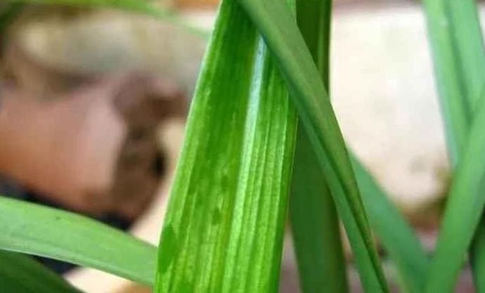 兰花得病用什么药,怎么提前发现兰花是否得病