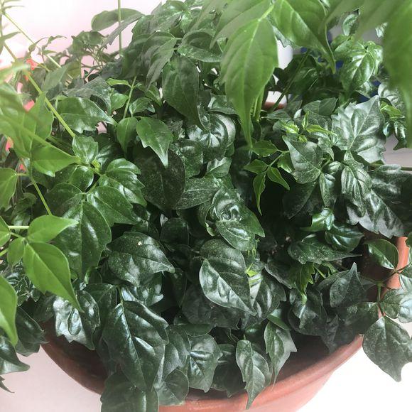 室内养什么植物对净化空气有效,什么植物净化空气最好室内好养