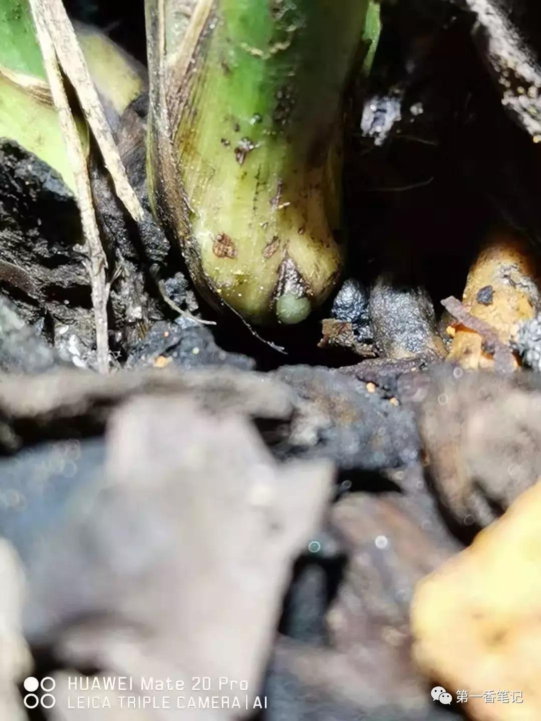 兰花品种鉴别视频,兰花花芽的鉴别